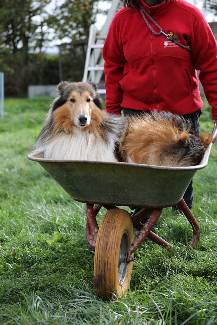Hund