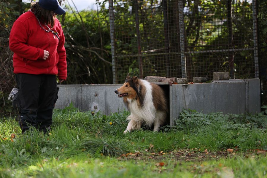 Ausbildung Rettungshund